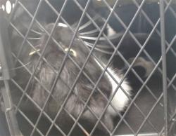 Shelter Stray Unknown Cat last seen , 2811 SE 29th St, Oklahoma City, OK 73129, USA