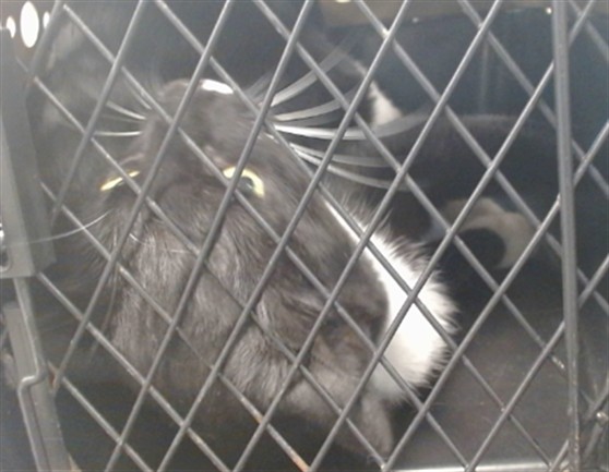 Shelter Stray Unknown Cat last seen , 2811 SE 29th St, Oklahoma City, OK 73129, USA