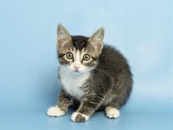 Shelter Stray Male Cat last seen MCDONALD/BUSH, 5501 E Van Buren St, Phoenix, AZ 85008, USA