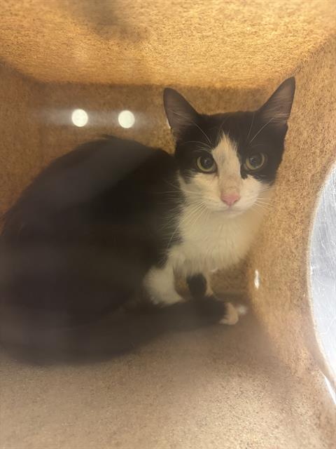 Shelter Stray Unknown Cat last seen Near BLOCK W BORAX AVE, 4522 W 3500 S, West Valley City, UT 84120, USA