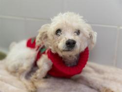Shelter Stray Male Dog last seen 75TH AVE/CAMELBACK, 5501 E Van Buren St, Phoenix, AZ 85008, USA