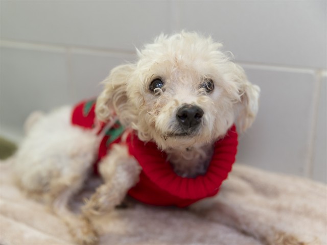 Shelter Stray Male Dog last seen 75TH AVE/CAMELBACK, 5501 E Van Buren St, Phoenix, AZ 85008, USA