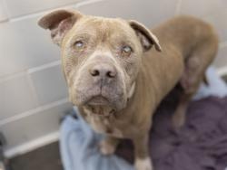 Shelter Stray Male Dog last seen 72ND AVE & BERKELEY RD, 5501 E Van Buren St, Phoenix, AZ 85008, USA