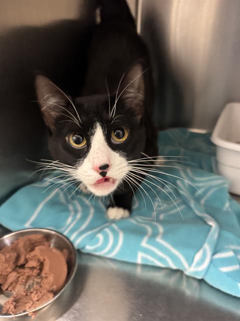 Shelter Stray Male Cat last seen Near BLOCK W 3500, 4522 W 3500 S, West Valley City, UT 84120, USA