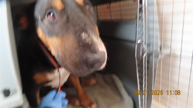 Shelter Stray Male Dog last seen THOMAS AND 24TH ST, 5501 E Van Buren St, Phoenix, AZ 85008, USA