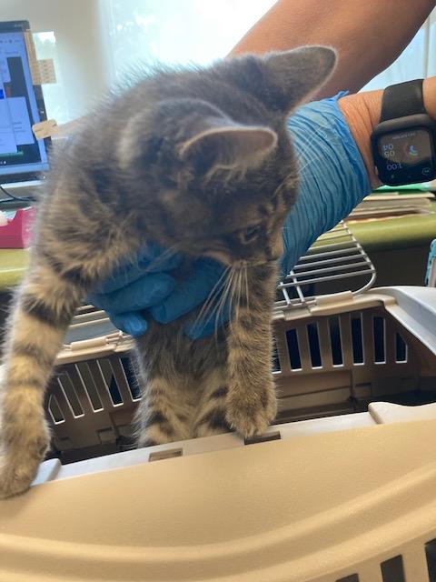Shelter Stray Male Cat last seen Near BLOCK S KILT ROCK CT, 4522 W 3500 S, West Valley City, UT 84120, USA