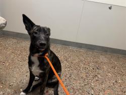 Shelter Stray Male Dog last seen BUCKEYE RD, 5501 E Van Buren St, Phoenix, AZ 85008, USA