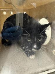 Shelter Stray Male Cat last seen Near BLOCK W 3500, 4522 W 3500 S, West Valley City, UT 84120, USA