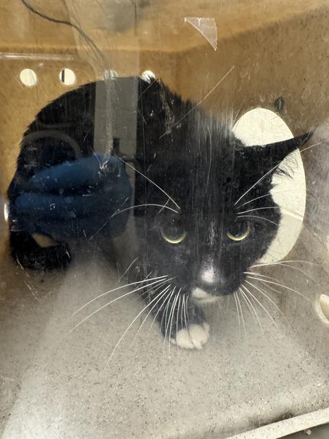 Shelter Stray Male Cat last seen Near BLOCK W 3500, 4522 W 3500 S, West Valley City, UT 84120, USA