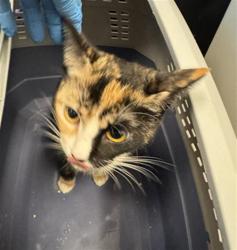Shelter Stray Unknown Cat last seen Near BLOCK W 3500, 4522 W 3500 S, West Valley City, UT 84120, USA