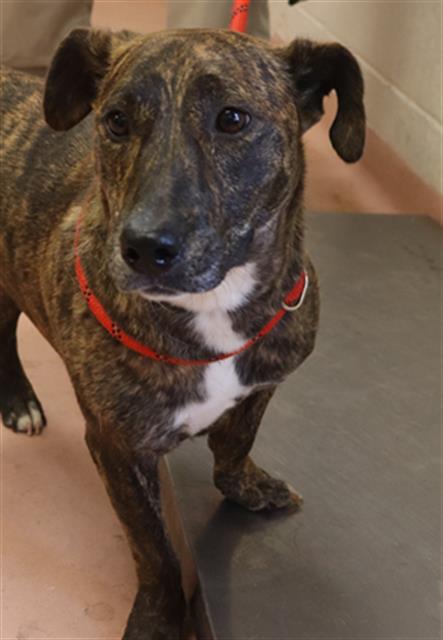 Shelter Stray Female Dog last seen Near BLOCK WISTERIA WALK WAY, 127 Humane Ln, Columbia, SC 29201, USA