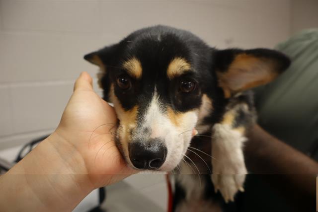 Shelter Stray Female Dog last seen Near BLOCK HICKORY RIDGE DR, 127 Humane Ln, Columbia, SC 29201, USA