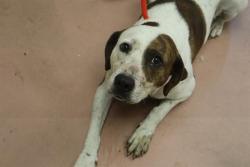 Shelter Stray Female Dog last seen Near BLOCK RL COWARD RD, 127 Humane Ln, Columbia, SC 29201, USA