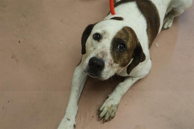 Shelter Stray Female Dog last seen Near BLOCK RL COWARD RD, 127 Humane Ln, Columbia, SC 29201, USA