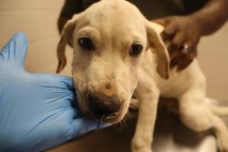 Shelter Stray Male Dog last seen Near BLOCK R L COWARD RD, 127 Humane Ln, Columbia, SC 29201, USA