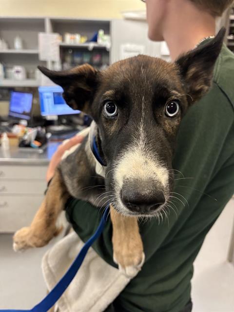 Shelter Stray Female Dog last seen OAKLAND AVE/SANTA FE ST, HEMET CA 92545, 581 S Grand Ave, San Jacinto, CA 92582, USA
