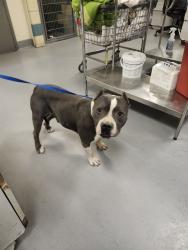 Shelter Stray Male Dog last seen EL CAMINO DR/MERIDIAN ST, HEMET CA 92544, 581 S Grand Ave, San Jacinto, CA 92582, USA