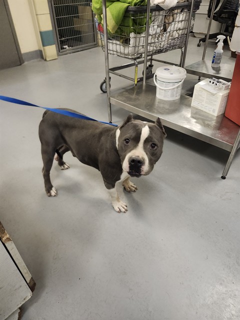 Shelter Stray Male Dog last seen EL CAMINO DR/MERIDIAN ST, HEMET CA 92544, 581 S Grand Ave, San Jacinto, CA 92582, USA