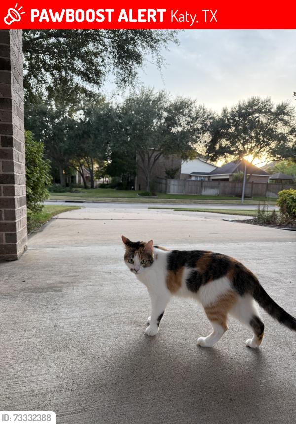 Lost Female Cat last seen Grand Pass ln & Artesian Springs ln, Katy, TX 77494