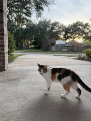 Lost Female Cat last seen Grand Pass ln & Artesian Springs ln, Katy, TX 77494