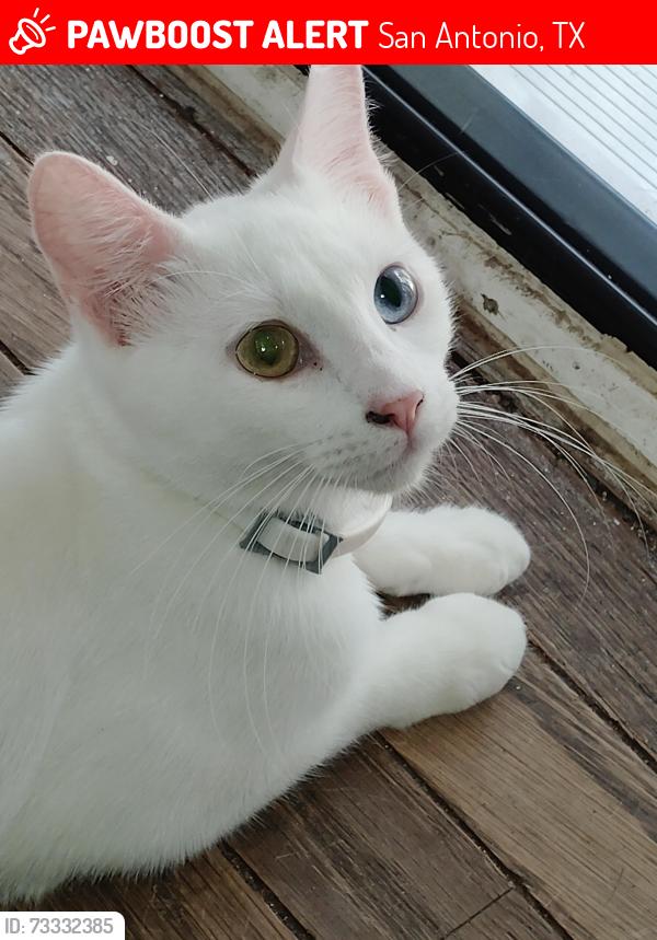 Lost Female Cat last seen Nogalitos, San Antonio, TX 78225