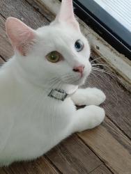Lost Female Cat last seen Nogalitos, San Antonio, TX 78225