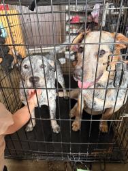 Reunited Female Dog last seen 35th and Jacksonville rd, Ocala, FL 34479