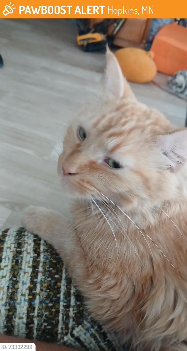 Found/Stray Female Cat last seen Main street, Hopkins, MN 55343