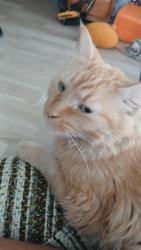 Found/Stray Female Cat last seen Main street, Hopkins, MN 55343