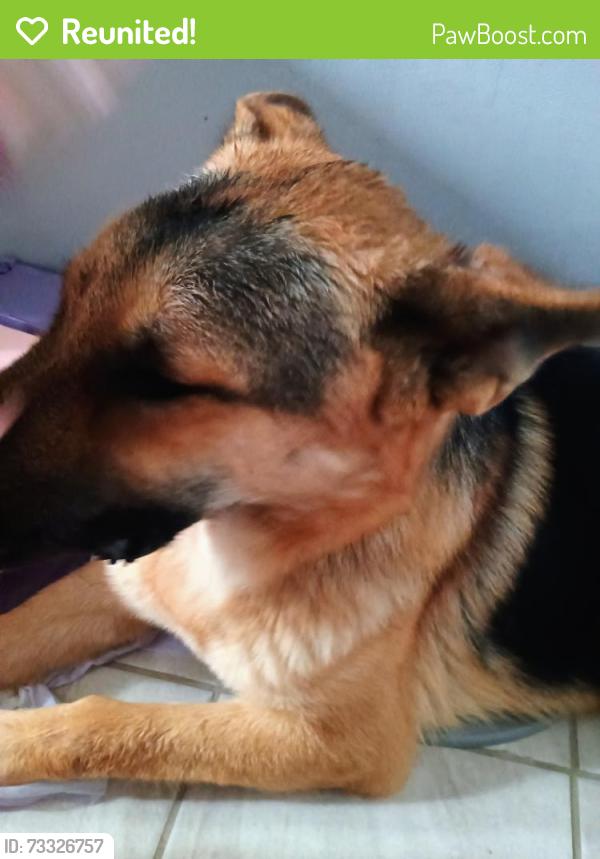Reunited Male Dog last seen Near greenlee circle, Indianapolis, IN 46234