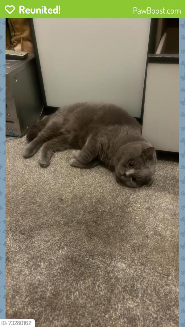 Reunited Male Cat last seen Deansway, N9, Greater London, England 