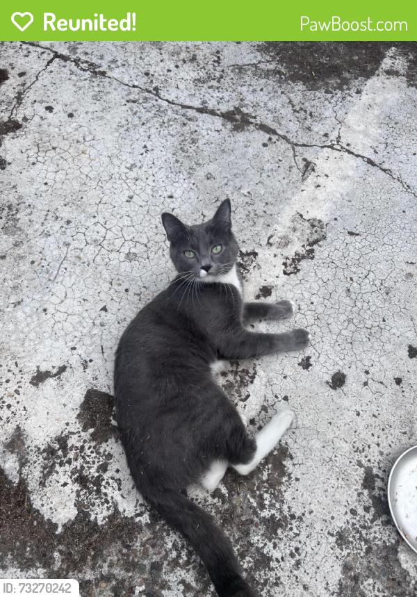 Reunited Female Cat last seen N Albina and N Alberta, Portland, OR 97217