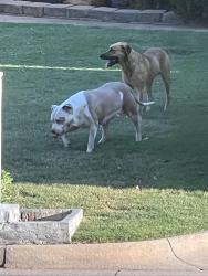 Found/Stray Unknown Dog last seen Hefner and Rockwell, Oklahoma City, OK 73162