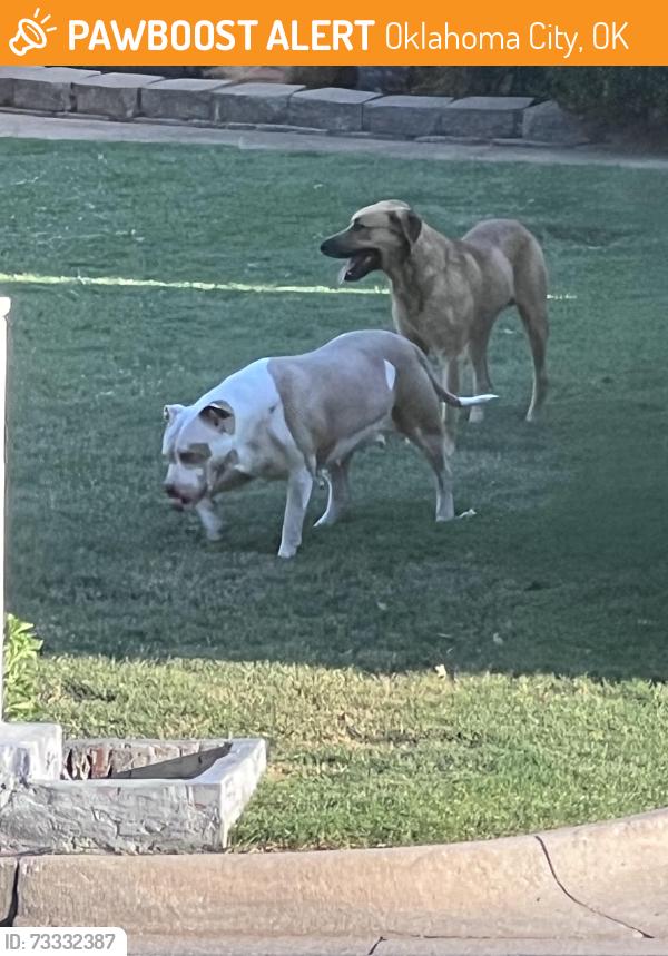 Found/Stray Unknown Dog last seen Hefner and Rockwell, Oklahoma City, OK 73162