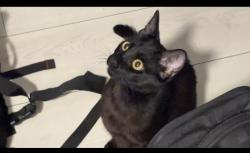 Lost Female Cat last seen Meal prep place, San Diego, San Diego, CA 92105
