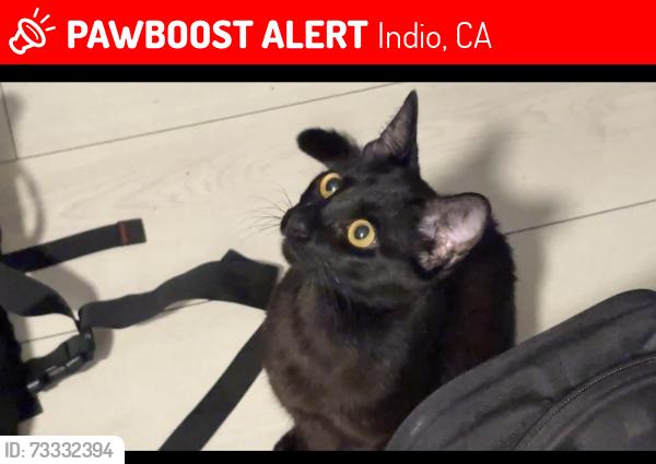 Lost Female Cat last seen Meal prep place, San Diego, San Diego, CA 92105