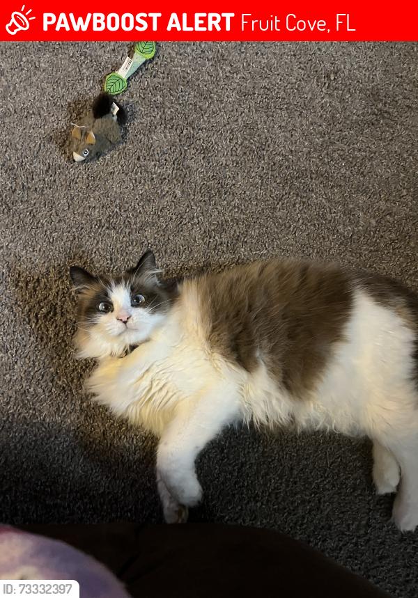 Lost Female Cat last seen Longleaf Pine Pkwy, Fruit Cove, FL 32259