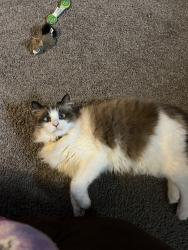Lost Female Cat last seen Longleaf Pine Pkwy, Fruit Cove, FL 32259