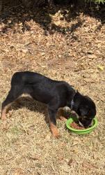 Found/Stray Unknown Dog last seen 122nd. and N Western, Oklahoma City, OK 73120