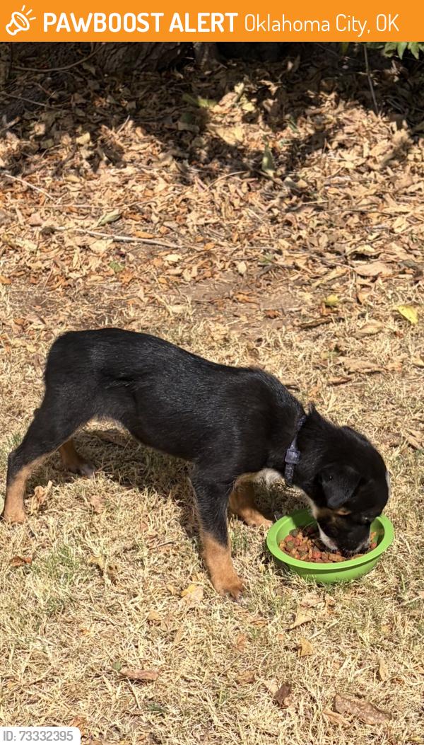 Found/Stray Unknown Dog last seen 122nd. and N Western, Oklahoma City, OK 73120