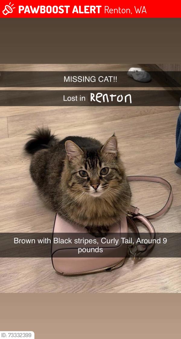 Lost Unknown Cat last seen Se 148th ST, 160th Place SE, Renton, WA 98059