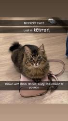 Lost Unknown Cat last seen Se 148th ST, 160th Place SE, Renton, WA 98059