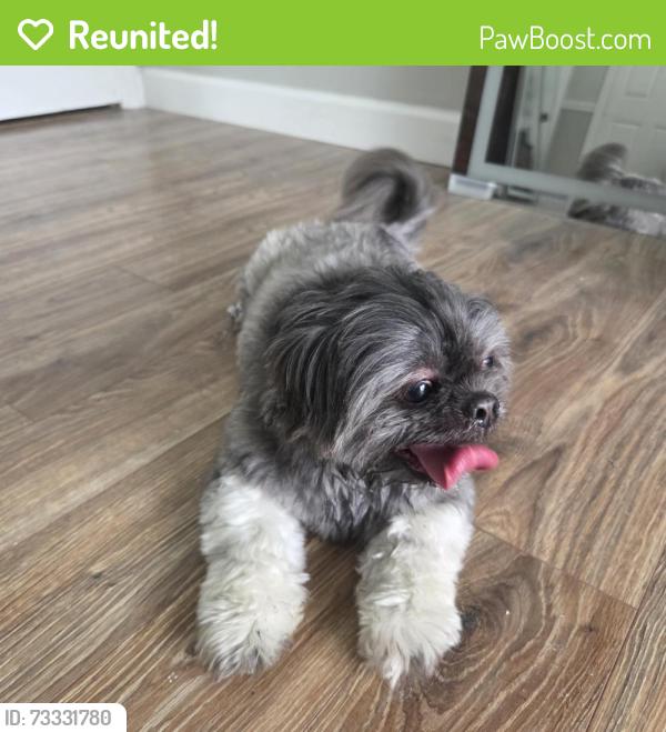 Reunited Unknown Dog last seen Near NE Pinecrest Lakes Blvd, Jensen Beach, FL 34957, USA, Jensen Beach, FL 34957