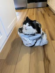Reunited Female Cat last seen Between N 5th and N 6th Streets, Boise, ID 83702