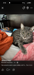 Lost Male Cat last seen Amory st, Boston, MA 02130