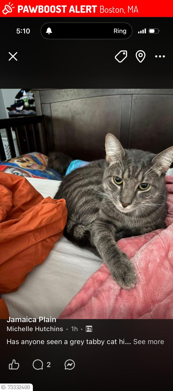 Lost Male Cat last seen Amory st, Boston, MA 02130