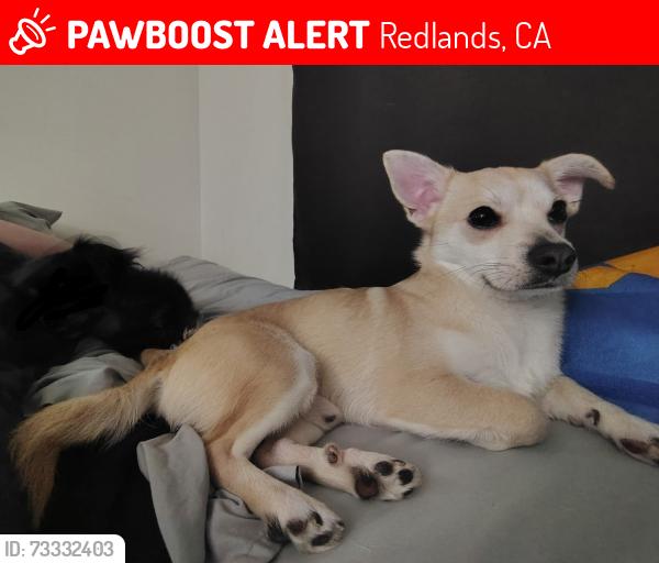 Lost Male Dog last seen Cypress St, Redlands, CA 92373