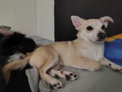 Lost Male Dog last seen Cypress St, Redlands, CA 92373