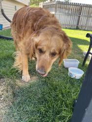 Found/Stray Male Dog last seen Near Moose, Casper, WY 82604