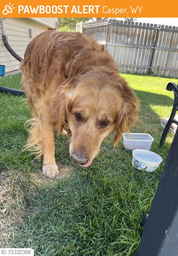 Found/Stray Male Dog last seen Near Moose, Casper, WY 82604